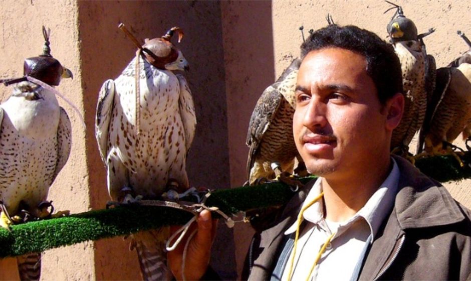 Falcons in Morocco with handler