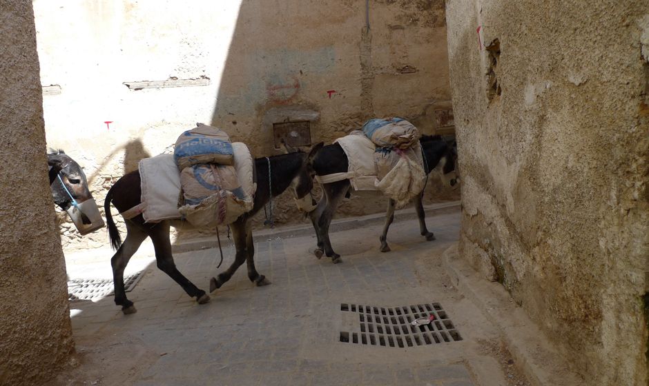 Guided city tour of Fes medina in Morocco