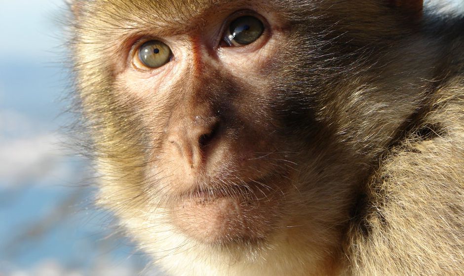 gibraltar_barbary_macaque.jpg