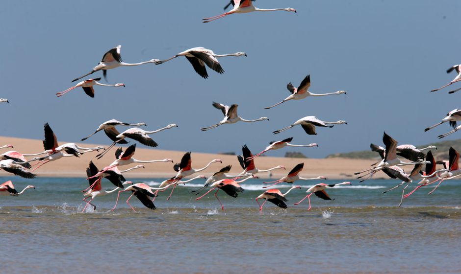 Bird watching in Morocco